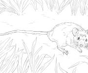 Coloriage Souris domestique cp
