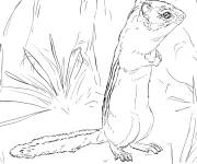 Coloriage Tamia ray&eacute; petit animal r&eacute;aliste