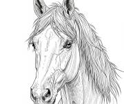 Coloriage T&ecirc;te de cheval r&eacute;aliste