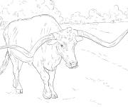 Coloriage et dessins gratuit Texas Longhorn d&eacute;taill&eacute; à imprimer