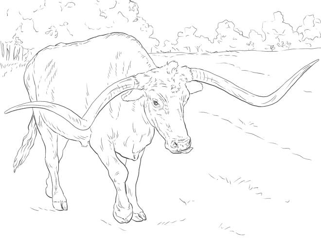 Coloriage et dessins gratuits Texas Longhorn d&eacute;taill&eacute; à imprimer