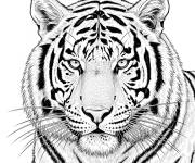Coloriage Tigre r&eacute;aliste