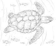 Coloriage Tortue caouanne au fond marin d&eacute;taill&eacute;