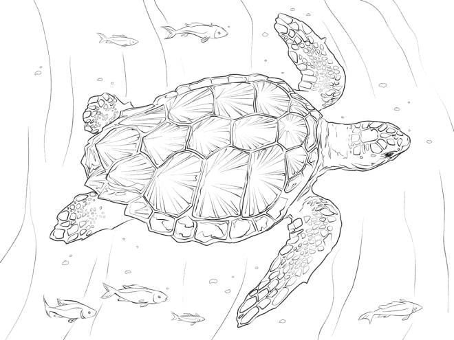 Coloriage et dessins gratuits Tortue caouanne au fond marin d&eacute;taill&eacute; à imprimer