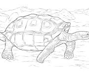 Coloriage Tortue des Galapagos r&eacute;aliste