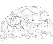 Coloriage Tortue gaufr&eacute;e d&eacute;taill&eacute;
