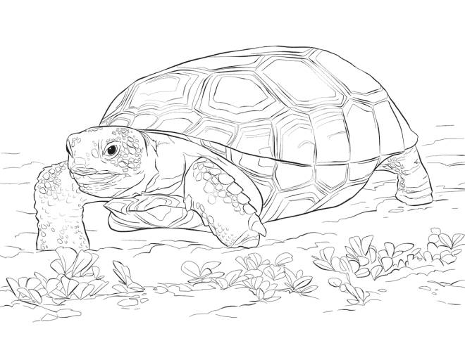 Coloriage et dessins gratuits Tortue gaufr&eacute;e d&eacute;taill&eacute; à imprimer