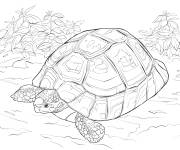 Coloriage Tortue g&eacute;ante de Horsfield r&eacute;aliste