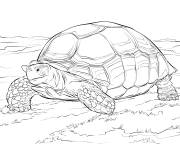 Coloriage Tortue sillonn&eacute;e r&eacute;aliste