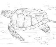 Coloriage Tortue verte parmi les poissons r&eacute;aliste