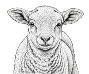 Coloriage Un agneau en style r&eacute;aliste