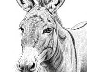 Coloriage Un &acirc;ne en style r&eacute;aliste