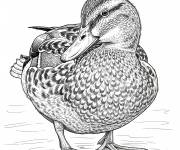 Coloriage Un canard en style r&eacute;aliste