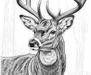 Coloriage Un cerf en style r&eacute;aliste