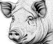 Coloriage Un cochon en style r&eacute;aliste