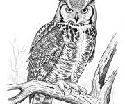 Coloriage Un hibou sur l'arbre r&eacute;aliste
