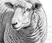 Coloriage Un mouton en style r&eacute;aliste