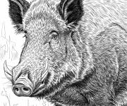 Coloriage Un sanglier r&eacute;aliste en noir et blanc