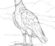 Coloriage Urubu noir r&eacute;aliste