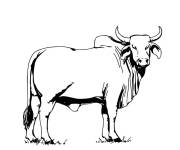 Coloriage Vache libre r&eacute;aliste