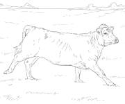 Coloriage et dessins gratuit Vache r&eacute;aliste à imprimer