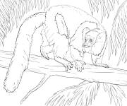 Coloriage Vari noir et blanc r&eacute;aliste