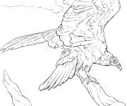 Coloriage Vautour aura volant