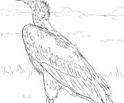 Coloriage Vautour oricou d'Am&eacute;rique r&eacute;aliste