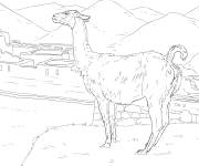Coloriage Vigogne r&eacute;aliste