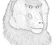 Coloriage Visage du Hamadryas r&eacute;aliste