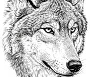 Coloriage Visage du loup R&eacute;aliste