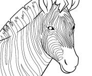 Coloriage et dessins gratuit Z&egrave;bre r&eacute;aliste à imprimer