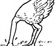 Coloriage Autruche cache sa t&ecirc;te