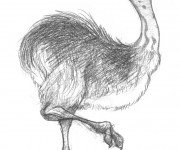Coloriage Autruche en crayon noir