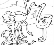 Coloriage Autruche en famille