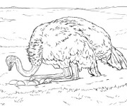 Coloriage Autruche Protège Ses Oeufs Dessin Gratuit à Imprimer