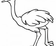 Coloriage Autruche qui marche