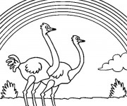Coloriage Autruches se prom&egrave;nent
