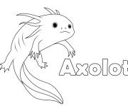 Coloriage Animal Axolotl