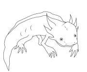 Coloriage Axolotl &agrave; impri
