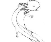 Coloriage Axolotl aux branchies adorables