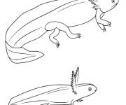 Coloriage et dessins gratuit Axolotl avec son petit à imprimer