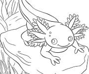 Coloriage Axolotl b&eacute;b&eacute; qui sourit