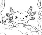 Coloriage Axolotl curieux