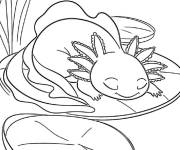 Coloriage Axolotl en dormant sur une feuille