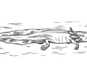 Coloriage Axolotl en vecteur