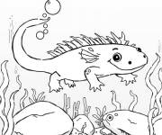 Coloriage Axolotl nain