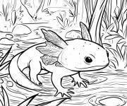 Coloriage Axolotl qui nage dans le ruisseau