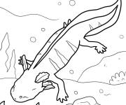 Coloriage Axolotl ray&eacute; en nageant
