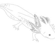 Coloriage Axolotl r&eacute;aliste